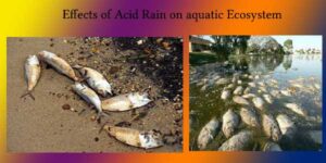 effects of acid rain on aquatic ecosystem