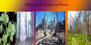 effects of acid rain on plants